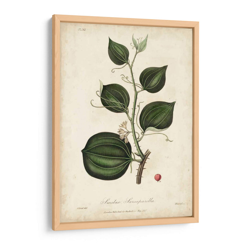 Botanía Medicinal I - Churchill | Cuadro decorativo de Canvas Lab