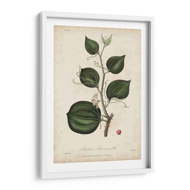 Botanía Medicinal I - Churchill | Cuadro decorativo de Canvas Lab