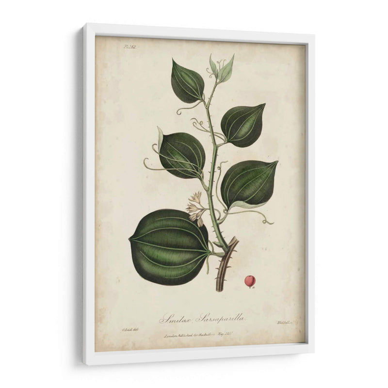 Botanía Medicinal I - Churchill | Cuadro decorativo de Canvas Lab