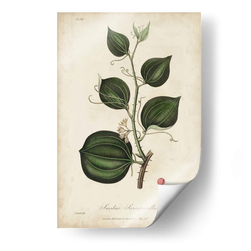 Botanía Medicinal I - Churchill | Cuadro decorativo de Canvas Lab