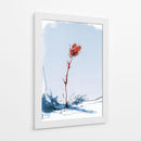 Flor roja contraste en la nieve - DIEGO D L | Cuadro decorativo de Canvas Lab