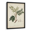 Botánica Medicinal Ii - Churchill | Cuadro decorativo de Canvas Lab