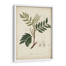 Botánica Medicinal Ii - Churchill | Cuadro decorativo de Canvas Lab