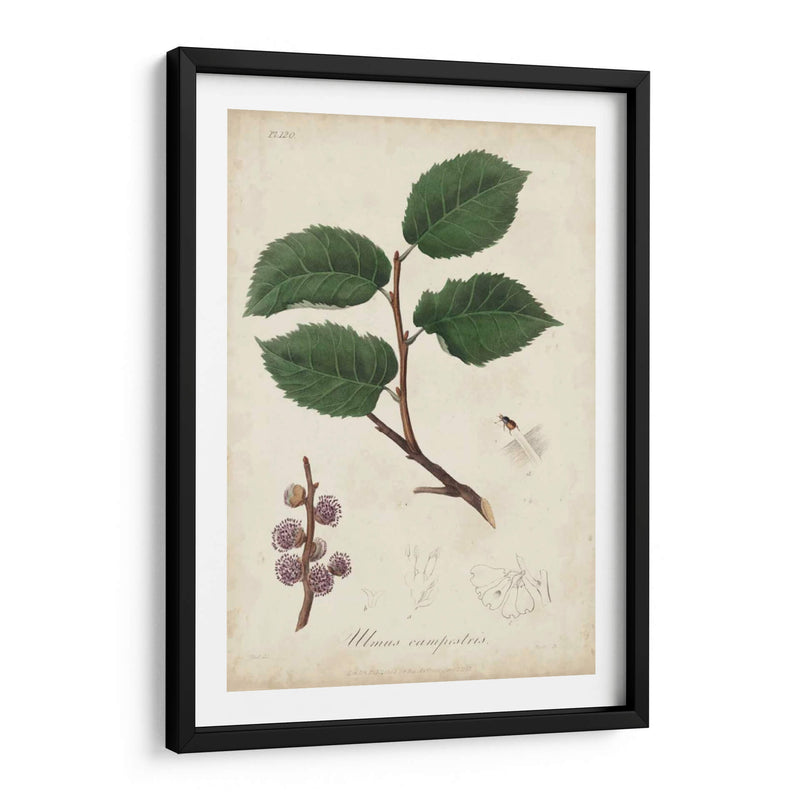 Botany Iii Medicinal - Churchill | Cuadro decorativo de Canvas Lab