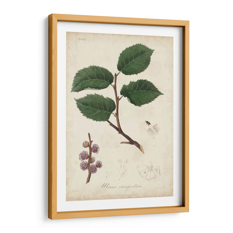 Botany Iii Medicinal - Churchill | Cuadro decorativo de Canvas Lab