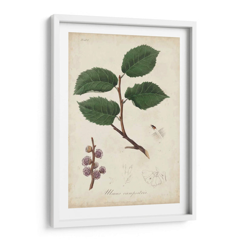 Botany Iii Medicinal - Churchill | Cuadro decorativo de Canvas Lab