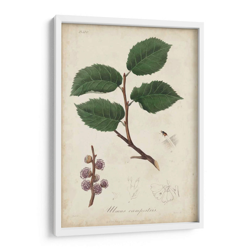 Botany Iii Medicinal - Churchill | Cuadro decorativo de Canvas Lab