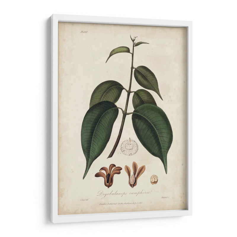 Botánica Medicinal Iv - Churchill | Cuadro decorativo de Canvas Lab