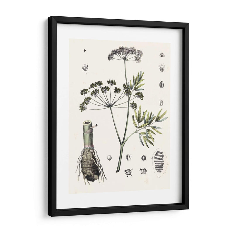 Berge Botanicals I - Berge | Cuadro decorativo de Canvas Lab