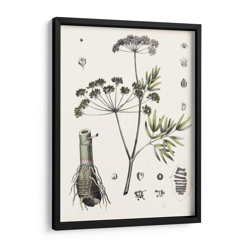 Berge Botanicals I - Berge | Cuadro decorativo de Canvas Lab