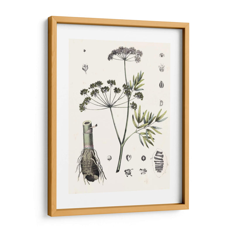 Berge Botanicals I - Berge | Cuadro decorativo de Canvas Lab