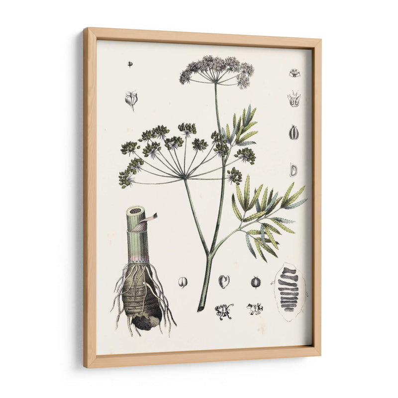 Berge Botanicals I - Berge | Cuadro decorativo de Canvas Lab