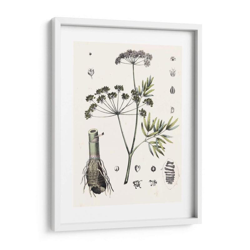 Berge Botanicals I - Berge | Cuadro decorativo de Canvas Lab