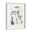 Berge Botanicals I - Berge | Cuadro decorativo de Canvas Lab