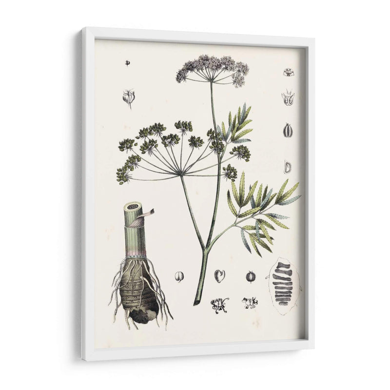 Berge Botanicals I - Berge | Cuadro decorativo de Canvas Lab