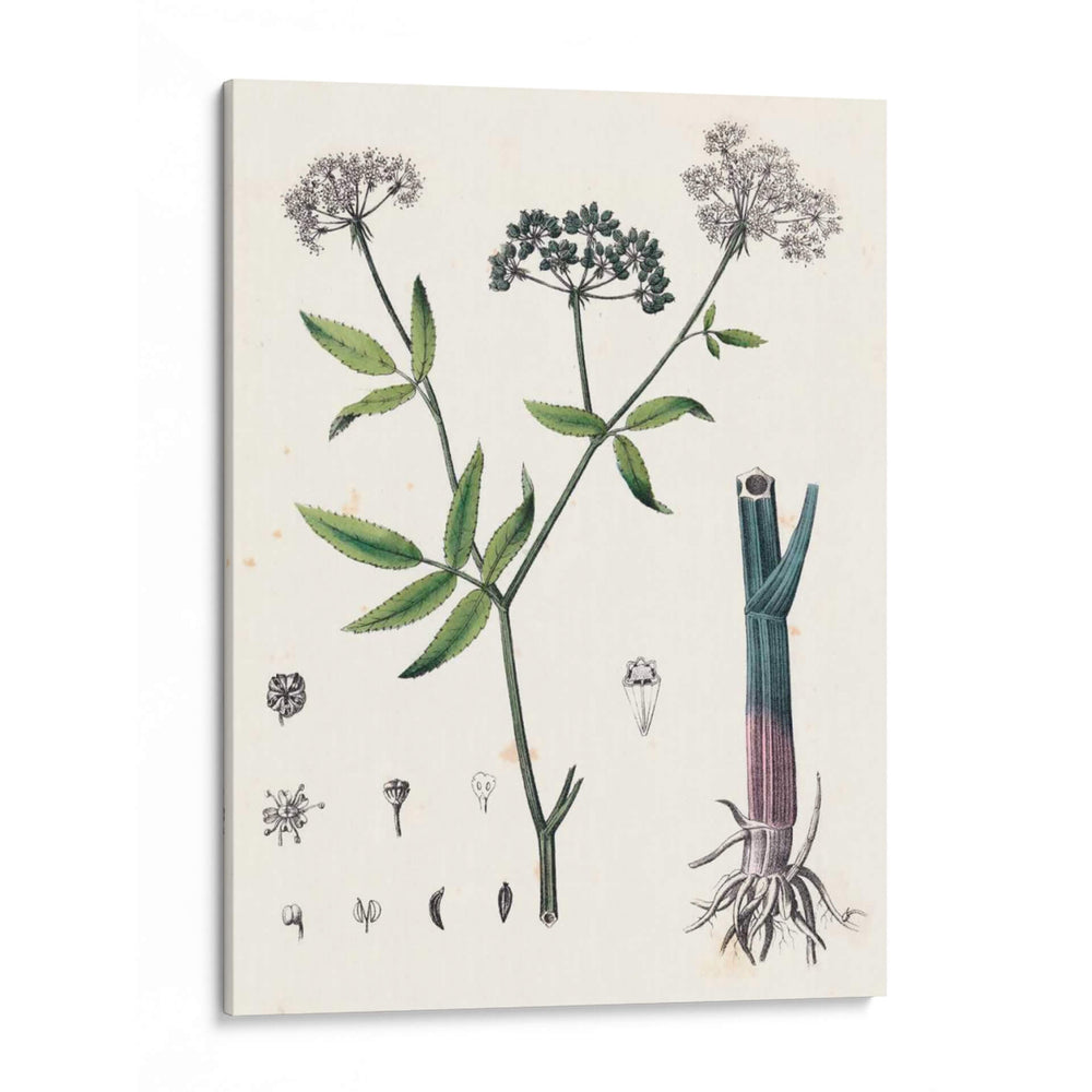 Berge Botanicals Ii - Berge | Cuadro decorativo de Canvas Lab