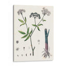 Berge Botanicals Ii - Berge | Cuadro decorativo de Canvas Lab