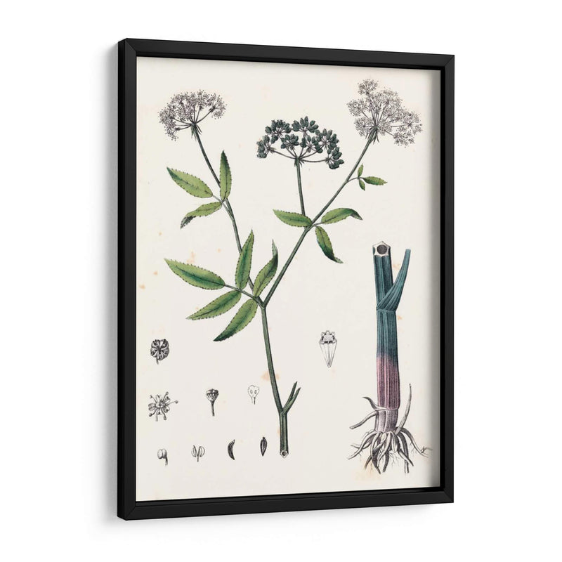 Berge Botanicals Ii - Berge | Cuadro decorativo de Canvas Lab