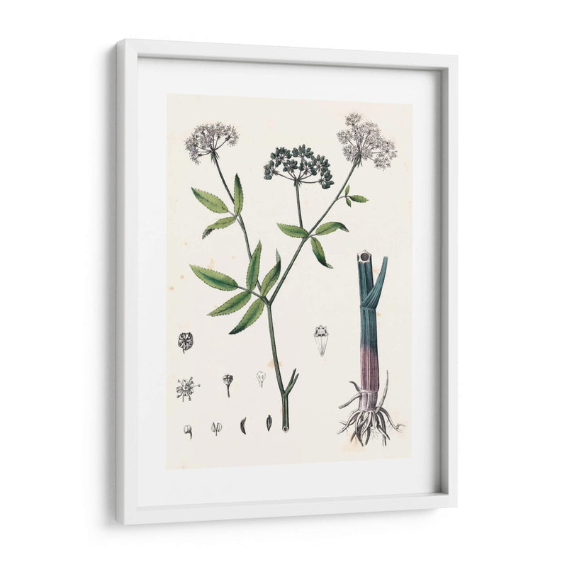 Berge Botanicals Ii - Berge | Cuadro decorativo de Canvas Lab