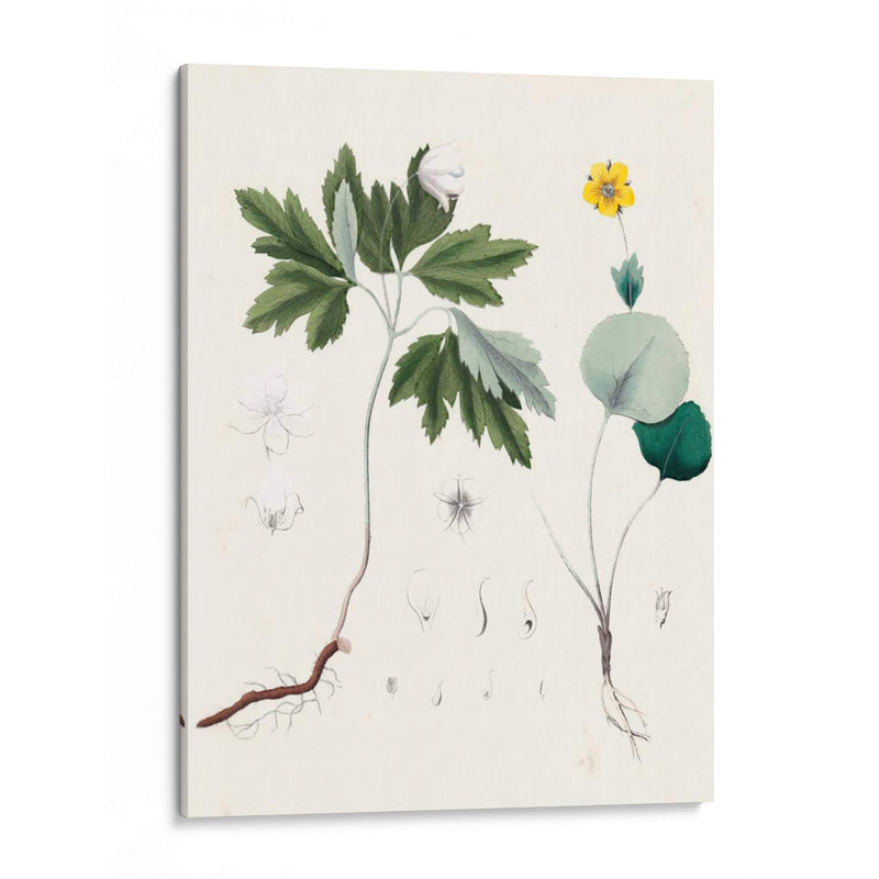 Berge Botanicals Iii - Berge | Cuadro decorativo de Canvas Lab