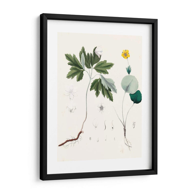 Berge Botanicals Iii - Berge | Cuadro decorativo de Canvas Lab