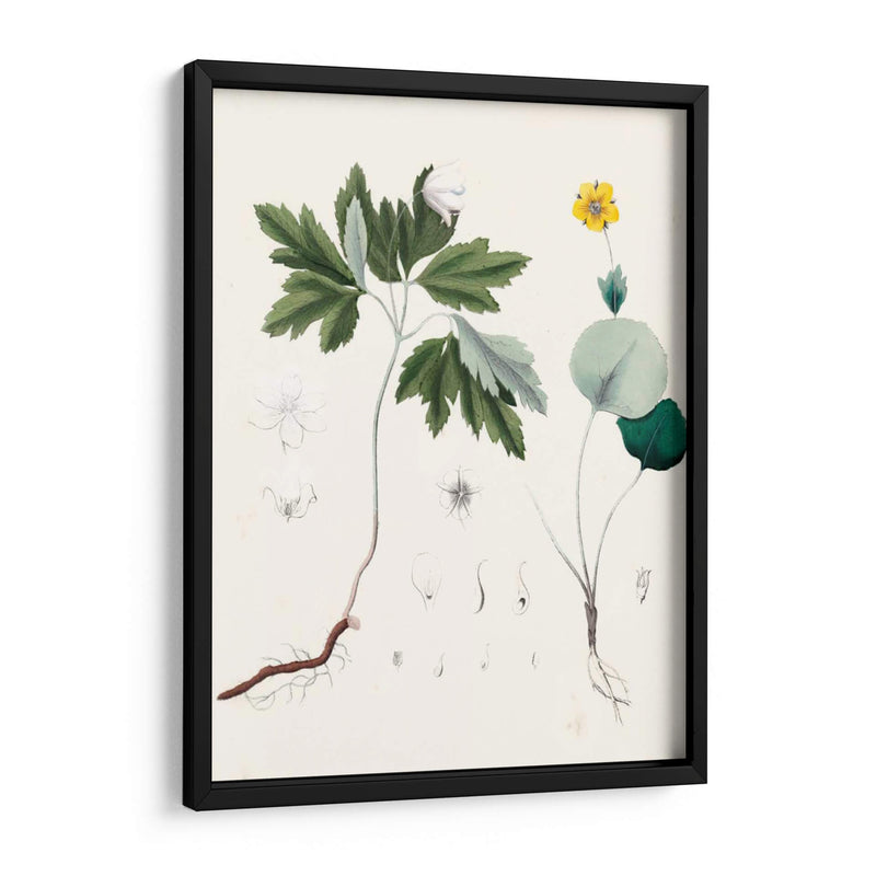 Berge Botanicals Iii - Berge | Cuadro decorativo de Canvas Lab