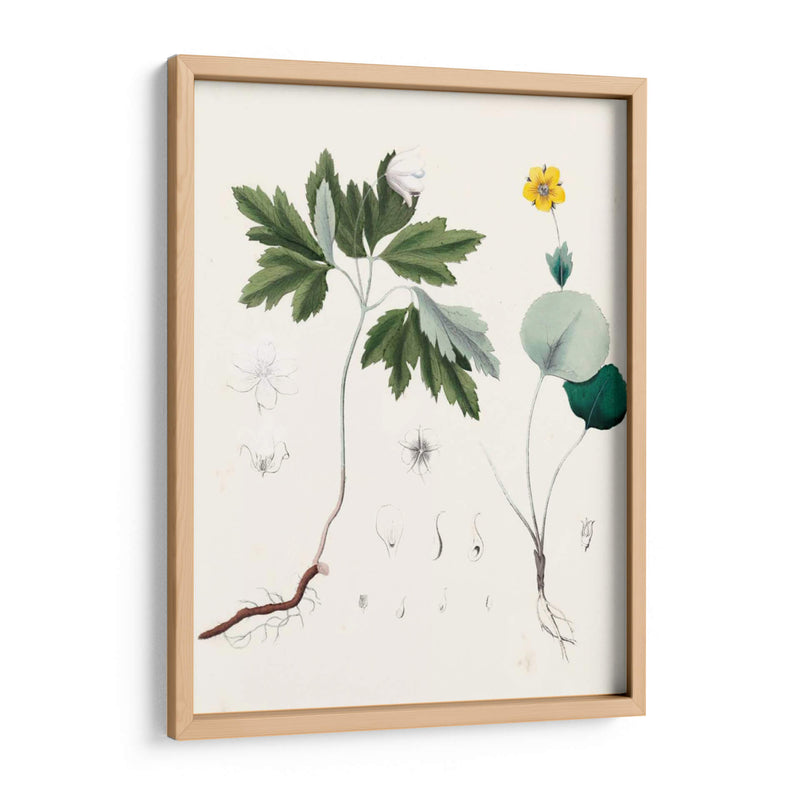 Berge Botanicals Iii - Berge | Cuadro decorativo de Canvas Lab