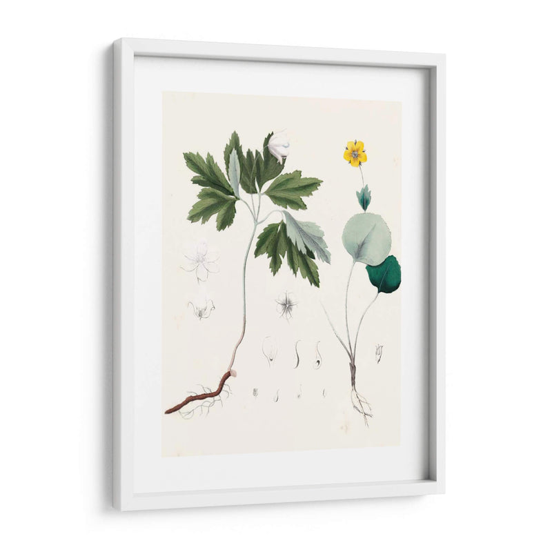 Berge Botanicals Iii - Berge | Cuadro decorativo de Canvas Lab