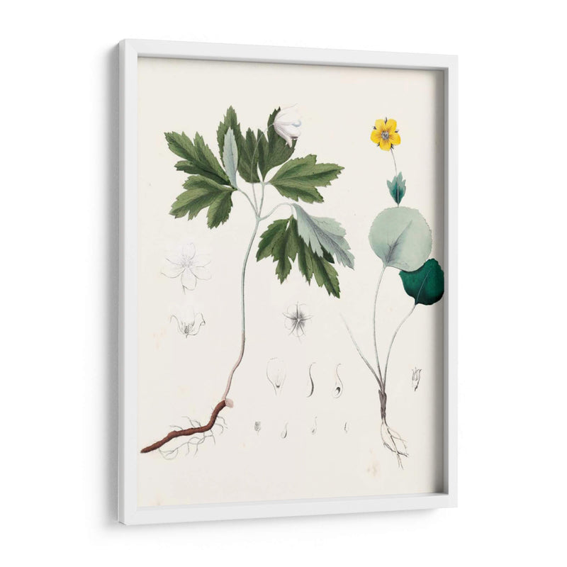 Berge Botanicals Iii - Berge | Cuadro decorativo de Canvas Lab