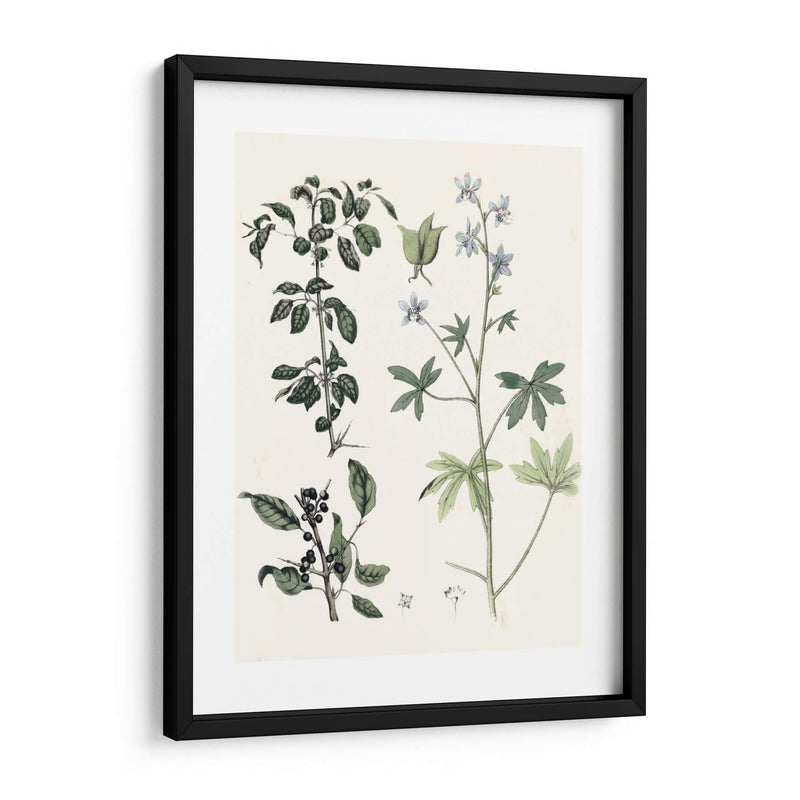 Berge Botanicals Iv - Berge | Cuadro decorativo de Canvas Lab