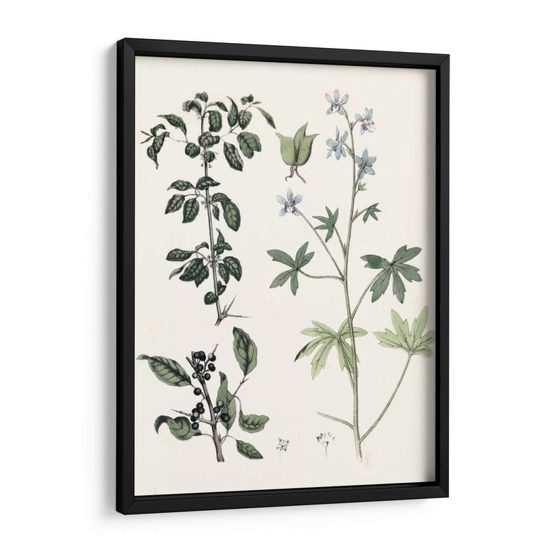 Berge Botanicals Iv - Berge | Cuadro decorativo de Canvas Lab