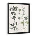 Berge Botanicals Iv - Berge | Cuadro decorativo de Canvas Lab