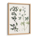 Berge Botanicals Iv - Berge | Cuadro decorativo de Canvas Lab