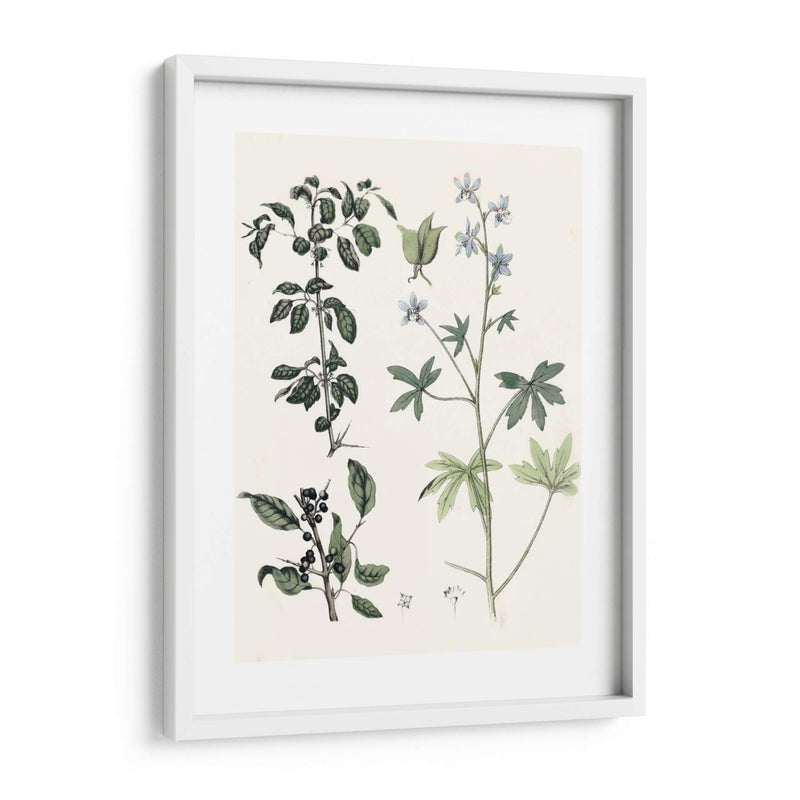 Berge Botanicals Iv - Berge | Cuadro decorativo de Canvas Lab