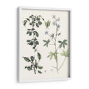 Berge Botanicals Iv - Berge | Cuadro decorativo de Canvas Lab