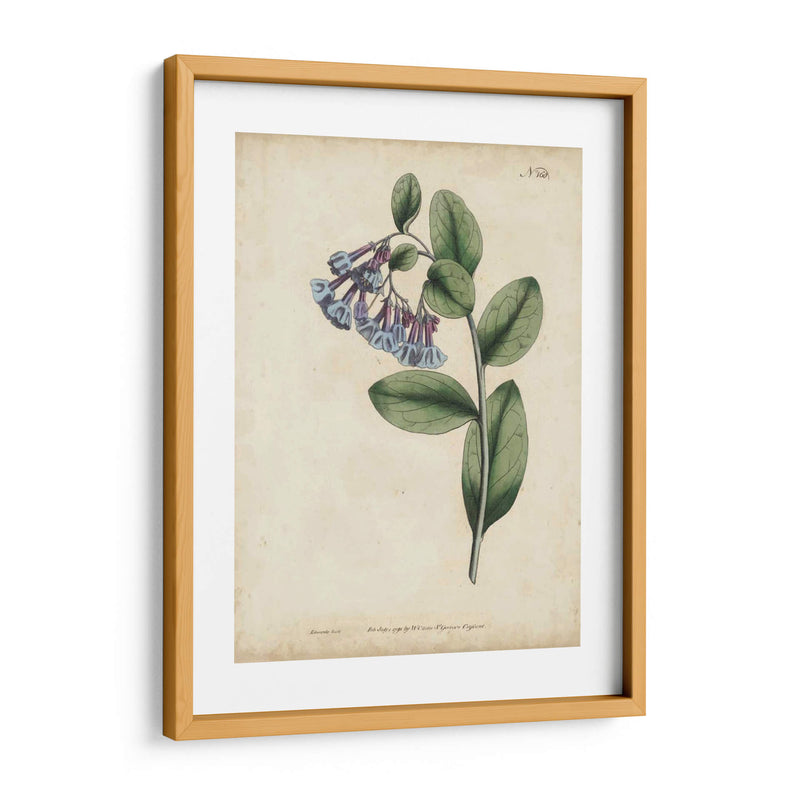 Lavender Curtis Botanicals I - Curtis | Cuadro decorativo de Canvas Lab