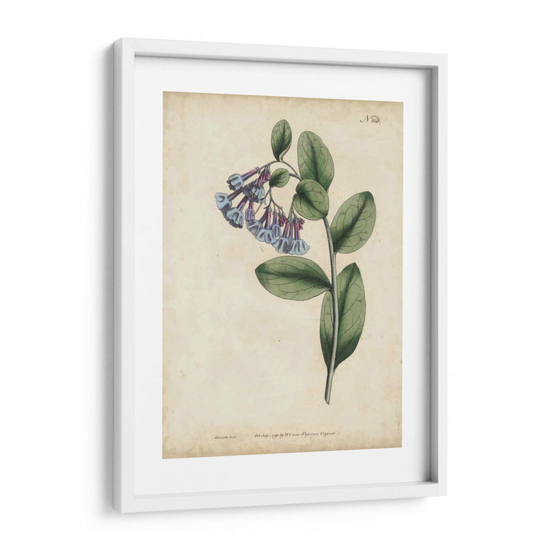 Lavender Curtis Botanicals I - Curtis | Cuadro decorativo de Canvas Lab