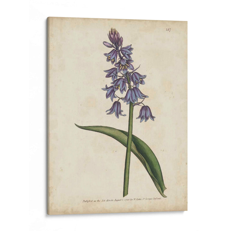 Lavender Curtis Botanicals Ii - Curtis | Cuadro decorativo de Canvas Lab