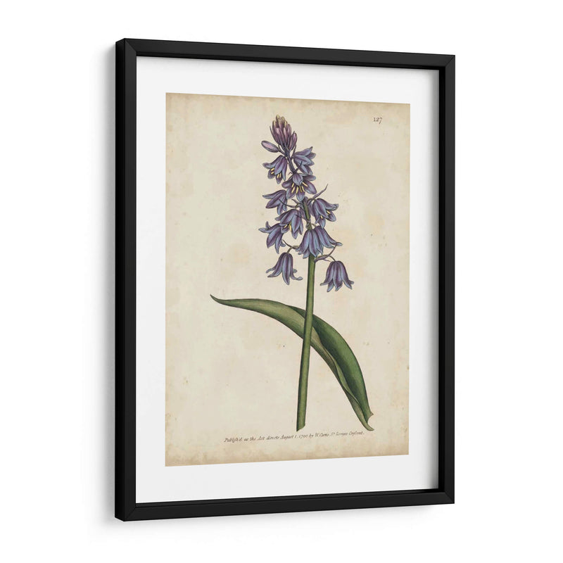 Lavender Curtis Botanicals Ii - Curtis | Cuadro decorativo de Canvas Lab