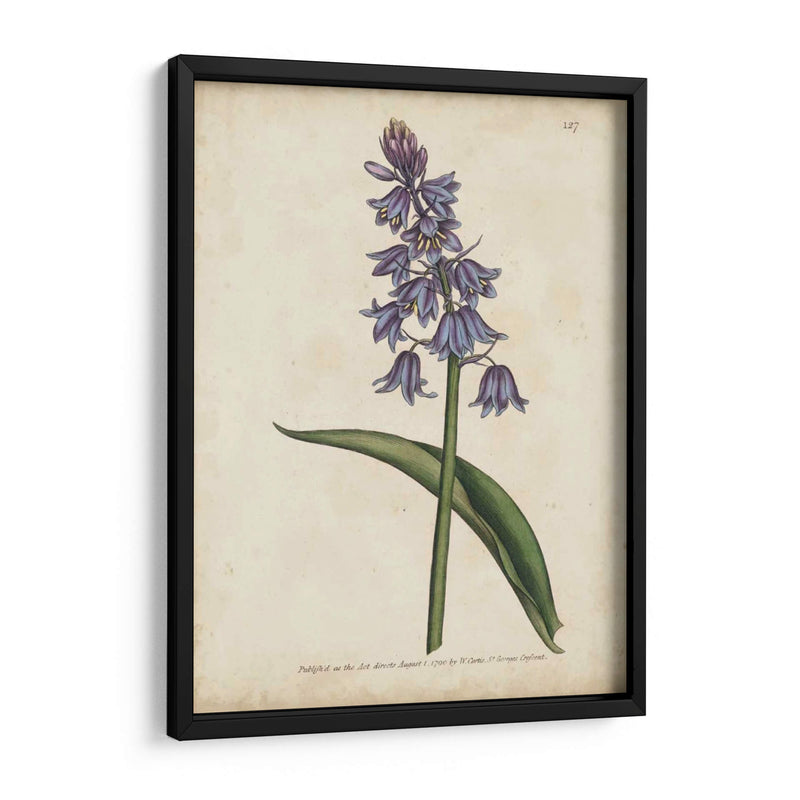 Lavender Curtis Botanicals Ii - Curtis | Cuadro decorativo de Canvas Lab