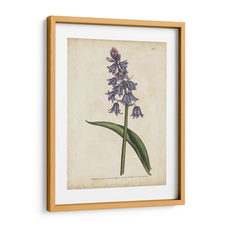 Lavender Curtis Botanicals Ii - Curtis | Cuadro decorativo de Canvas Lab