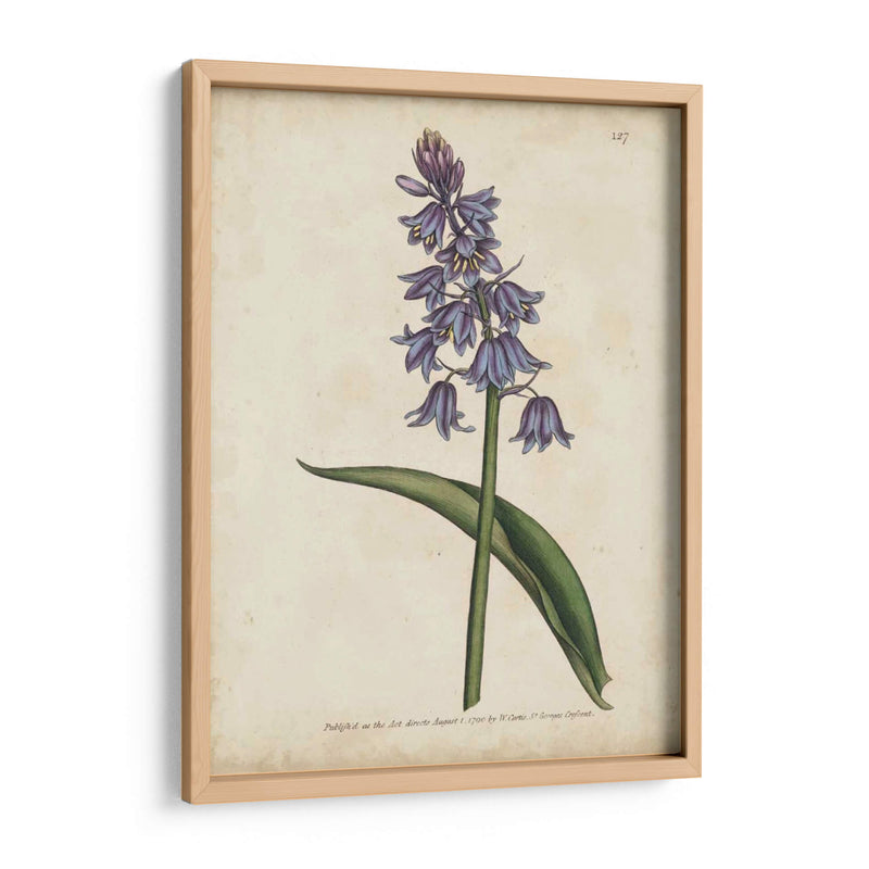 Lavender Curtis Botanicals Ii - Curtis | Cuadro decorativo de Canvas Lab