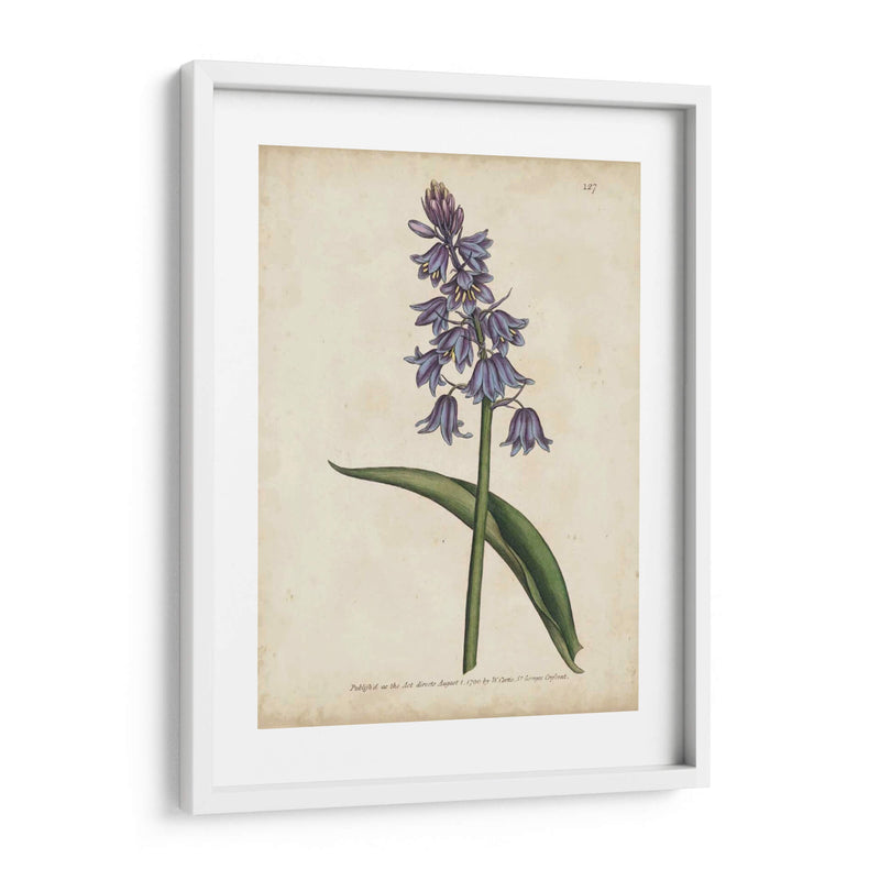 Lavender Curtis Botanicals Ii - Curtis | Cuadro decorativo de Canvas Lab