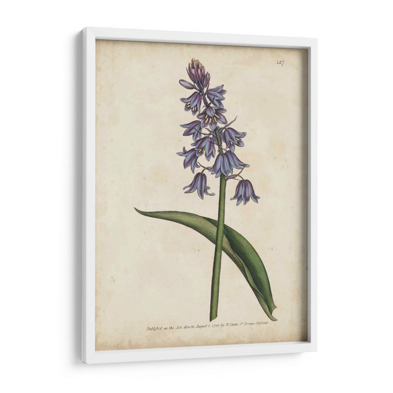 Lavender Curtis Botanicals Ii - Curtis | Cuadro decorativo de Canvas Lab