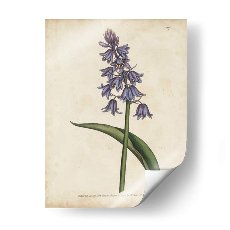 Lavender Curtis Botanicals Ii - Curtis | Cuadro decorativo de Canvas Lab