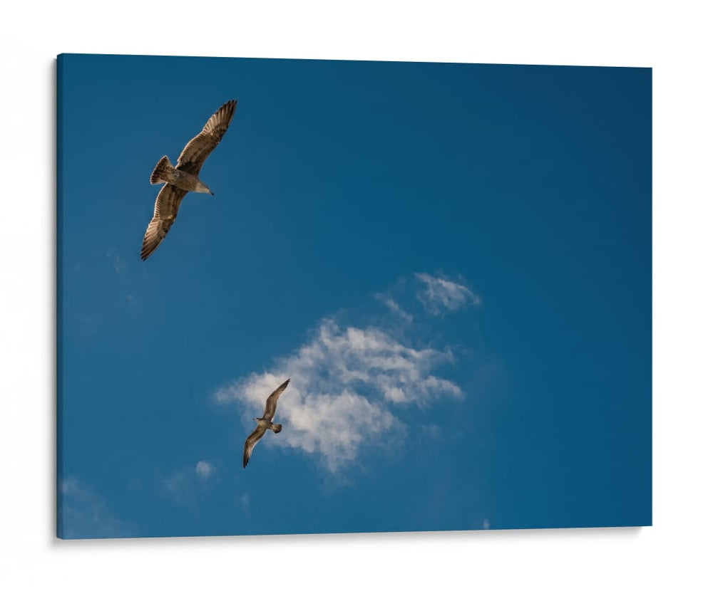 GAVIOTAS AL VUELO - Ángel Barraza Ramírez | Cuadro decorativo de Canvas Lab