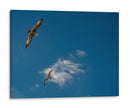 GAVIOTAS AL VUELO - Ángel Barraza Ramírez | Cuadro decorativo de Canvas Lab
