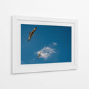 GAVIOTAS AL VUELO - Ángel Barraza Ramírez | Cuadro decorativo de Canvas Lab