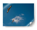 GAVIOTAS AL VUELO - Ángel Barraza Ramírez | Cuadro decorativo de Canvas Lab