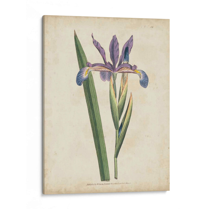 Lavender Curtis Botanicals Iii - Curtis | Cuadro decorativo de Canvas Lab